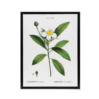 Artery8 Gordonia Tree Loblolly Bay Flowers Redoute Black Framed Canvas Art in White | Size: W24 x H32