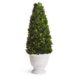 Napa Home & Garden Boxwood Cone Topiary In Pot in Green at Nordstrom