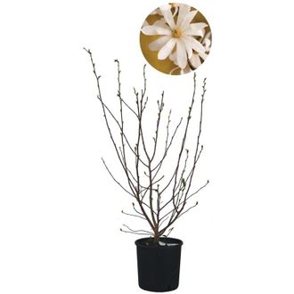 Kentis Magnolia Stellata - Magnolia da Fiore - Pianta Vera da Esterno da Terrazzo - Albero da Giardino - h 100/125 cm Vaso &oslash; 30 cm