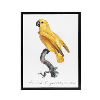 Artery8 Lutino Senegal Parrot Francois Levaillant Framed Canvas Wall Art Print in White | Size: W24 x H32