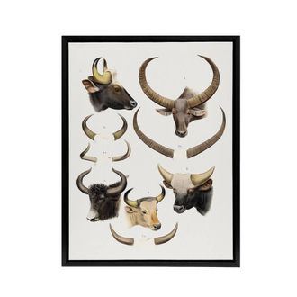 Artery8 Bovine Animal Horns Vintage Illustration Lydekker Framed Canvas Art in White | Size: W24 x H32