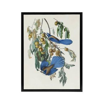 Artery8 Florida Jay & Persimmon Tree Audubon Nature Framed Canvas Wall Art in White | Size: W24 x H32