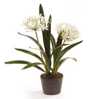 Napa Home & Garden Agapanthus Drop-In Faux (Fake) 23 in White at Nordstrom