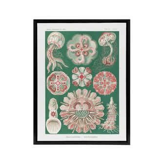 Artery8 Green Pink Vintage Jellyfish Haeckel Botanical Framed Canvas Wall Art | Size: W24 x H32
