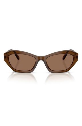 Swarovski 54mm Cat Eye Sunglasses in Transparent Brown /Dark Brown at Nordstrom