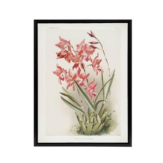 Artery8 Frederick Sander Laelia Gouldiana Orchid Flowers Framed Canvas Art | Size: W24 x H32
