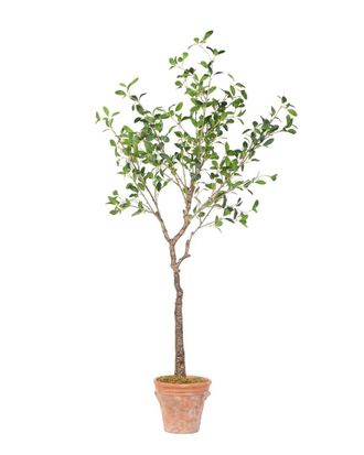 D&W Silks 60In Olive Tree In Terra Cotta Planter