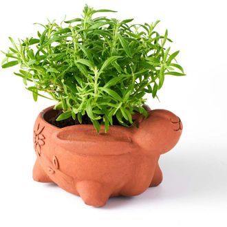 Matr Boomie Rakshana Plant Pot in Rabbit at Nordstrom