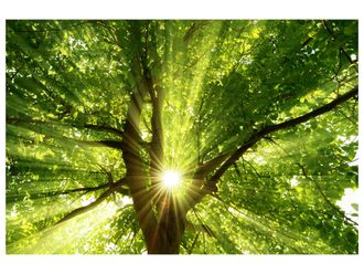 Schubiger M&ouml;bel Digitaldruck auf Glas Baumkrone 1