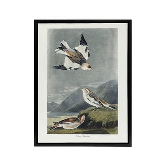 Artery8 Birds of America Snow Bunting Audubon Nature Black Framed Canvas Art in Grey | Size: W24 x H32