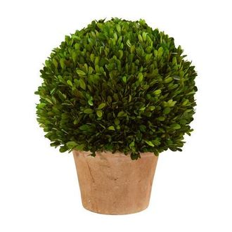 Nearly Natural 15-in Boxwood Ball Preserved Plant in Planter in Green at Nordstrom