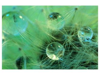 Schubiger M&ouml;bel Digitaldruck auf Acrylglas Wasserperlen Auf Zarter Pflanze