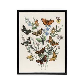 Artery8 Butterflies & Caterpillars Kirby Black Framed Canvas Wall Art in White | Size: W24 x H32