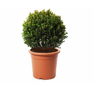 Kentis Kentis - Bosso a Sfera - Buxus Microphylla Faulkner - h 50-60 cm Diametro Cespuglio 35-40 cm Vaso &oslash; 26 cm