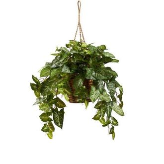 Nearly Natural Nephthytis Hanging Basket in Green at Nordstrom