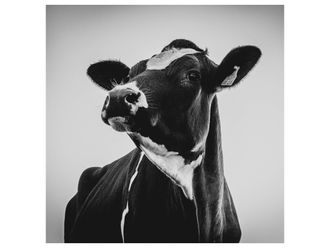 Schubiger M&ouml;bel Digitaldruck auf Acrylglas Sch&ouml;ne Kuh