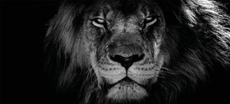 Bönninghoff Leinwandbild »Löwe« 1 Stk. tlg