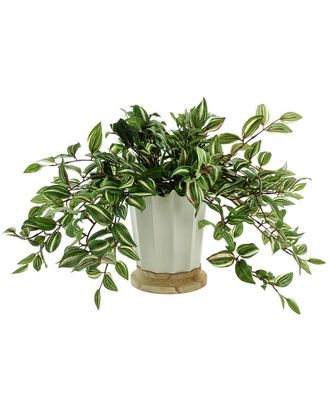 Creative Displays Inc. Green Wandering Jew Arranged In Ceramic And Wood Vase