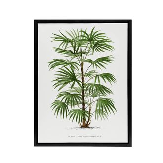 Artery8 Rhapis Flabelliformis Palm Tree Kerchove Framed Canvas Wall Art Print in White | Size: W24 x H32