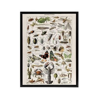 Artery8 Millot Encyclopedia Arthropods Framed Canvas Wall Art Print | Size: W24 x H32