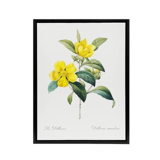 Artery8 Golden Guinea Vine Flowers Redoute Black Framed Canvas Wall Art in White | Size: W24 x H32