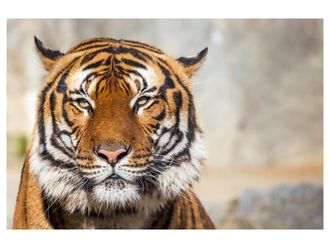 Schubiger M&ouml;bel Digitaldruck auf Acrylglas Tiger