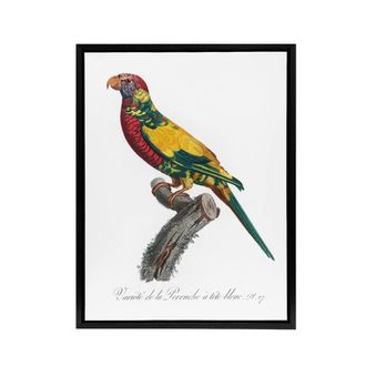 Artery8 The Rainbow Lorikeet Parrot Levaillant Framed Canvas Wall Art Print in White | Size: W24 x H32