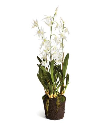 Napa Home & Garden Spider Orchid Drop-In