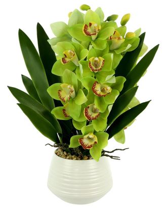 Creative Displays Inc. Green Orchid Arrangement In White Ceramic Pot