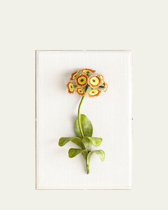 Tommy Mitchell Original Painted Auricula Study