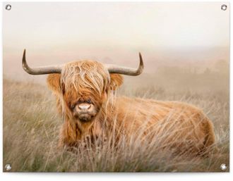 Reinders Poster »Hochlandrind«