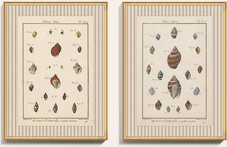 Ballard Designs Caracol del Mar Art - Print II, 40 x 30 - Ballard Designs