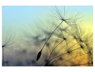 Schubiger M&ouml;bel Digitaldruck auf Acrylglas Pusteblume 1