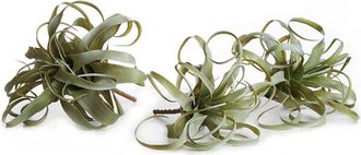 Napa Home & Garden Tillandsia Set of 3 in Green at Nordstrom