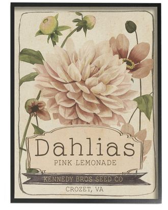 Stupell Industries Pink Lemonade Dahlias Vintage Floral Seed Packet By Studio W Wall Art