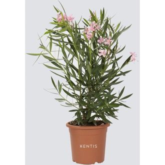 Kentis Nerium Oleander Rosa - Piante Vere da Esterno - h 125-150 cm Vaso da Coltura &oslash; 30 cm