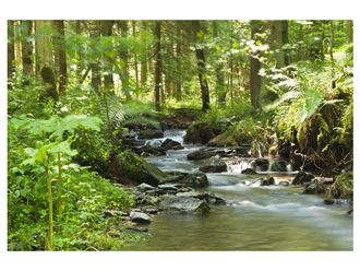 Schubiger M&ouml;bel Digitaldruck auf Acrylglas Flusslauf im Wald 1