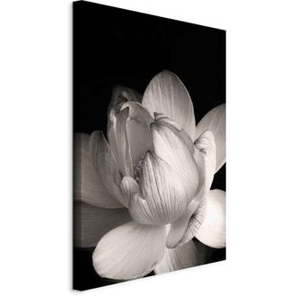 OEM Imagen - La Delicadeza De Los P&eacute;talos En La Naturaleza (1&ordf; Parte) - Flor En Blanco Y Negro