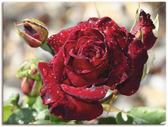 Artland Wandbild »Tröpfchenrose« 1 Stk. tlg. als Leinwandbild, Poster, Wandaufkleber in verschied. Grössen