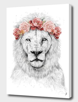 Curioos Festival Lion