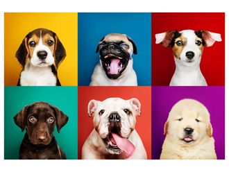 Schubiger M&ouml;bel Digitaldruck auf Acrylglas Lustige Hunde