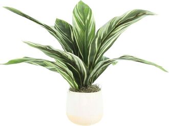 Creative Displays Inc. Handmade Faux Variegated Cordyline Plant