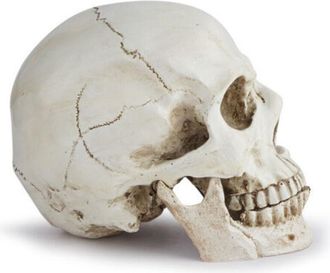 OEM Cr&aacute;neo Humano - Resina No T&oacute;xica - 19 X 10,5 X 13 Cm - Decoraci&oacute;n Halloween Y Material Did&aacute;ctico Anatom&iacute;a - 1 Unidad