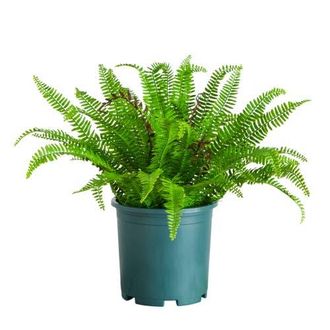 Nearly Natural 23-in UV Resistant Artificial Real Touch Boston Fern Plant in Green at Nordstrom