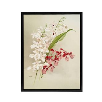 Artery8 Frederick Sander White Pink Hybrid Orchid Flowers Framed Canvas Art | Size: W24 x H32