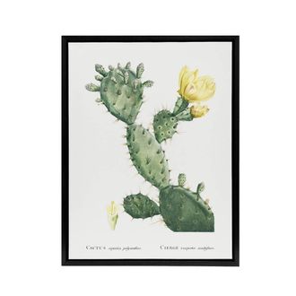 Artery8 Opuntia Polyanthos Cactus Redoute Vintage Black Framed Canvas Wall Art in White | Size: W24 x H32