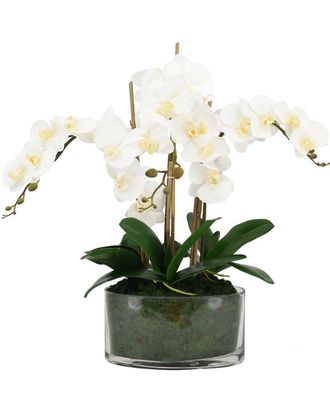 Creative Displays Inc. Orchids In Oblong Glass With Moss
