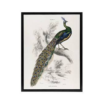 Artery8 Male Peafowl Peacock Sir William Jardine Framed Canvas Wall Art in White | Size: W24 x H32