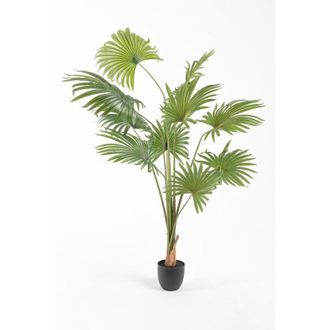 Regalos Miguel Figuras Decorativas - Planta Artificial Palmera Fan - 160
