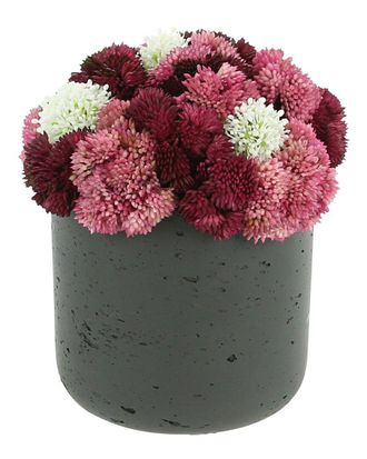 Creative Displays Inc. Assorted Sedum In Black Pot